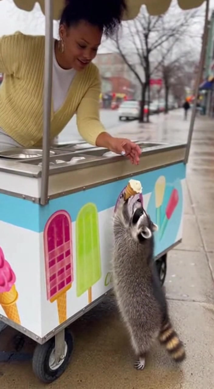 Ice Cream Joy for a Raccoon! Ice Cream Joy for a Raccoon! Generated ...
