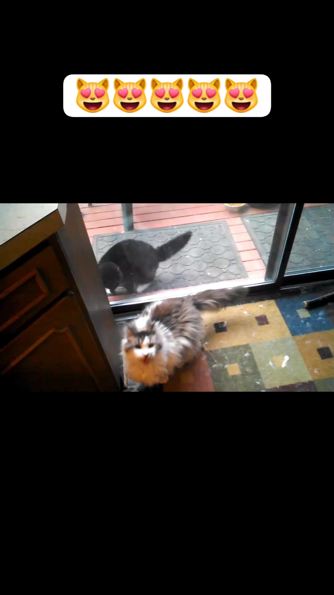 Funny Cats z😽😿😽😸😻 #facebookmonetization2025 #usareels #funnycatvideos # ...