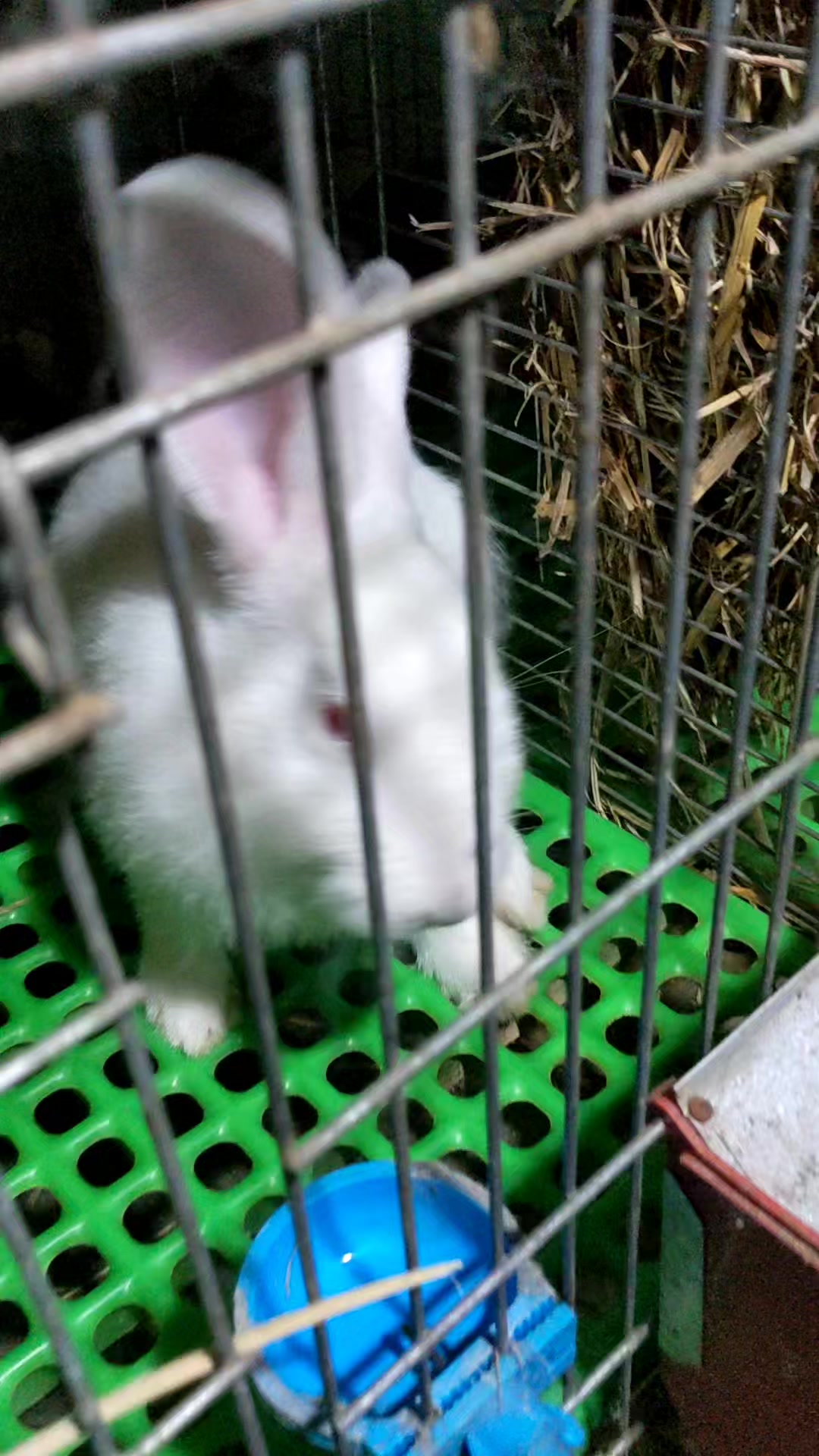 Musenge's Rabbitry