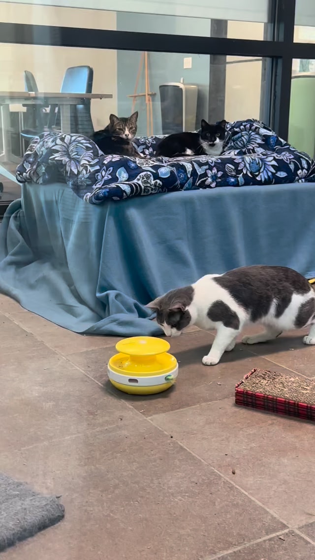 These kitties deserve a second chance—and committed care. 🐾 Working ...