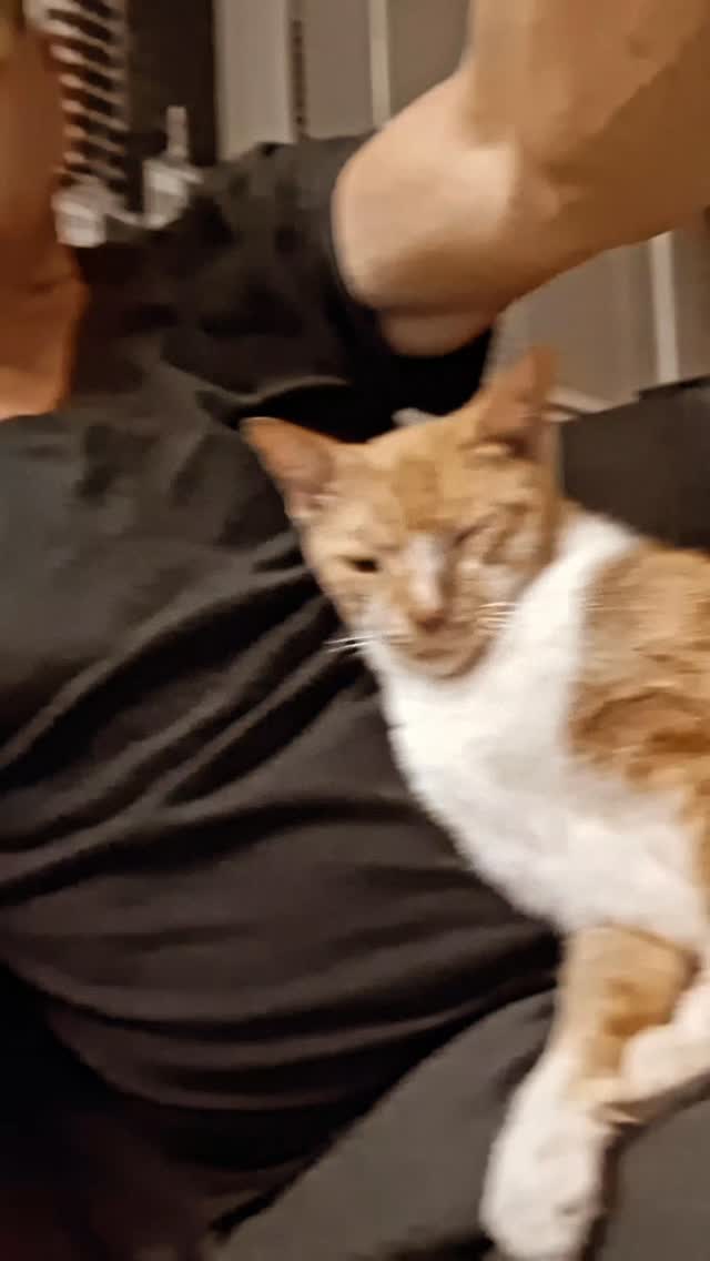 Allow me to introduce you to Felix, my adorable twelve-year-old rescue ...