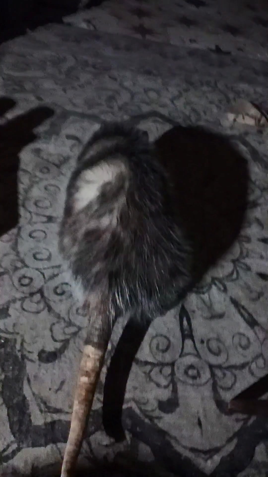 I get so tickled the way she Wiggles her booty with sass when she's ...