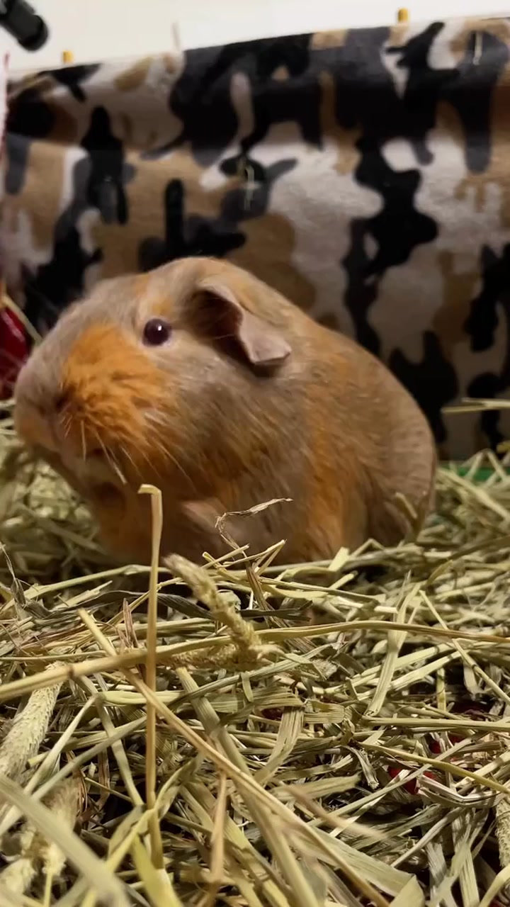 Recovering Stressed Guinea Pig Reference: Guinea Pigs Can Get Stressed Easily Guineapigs