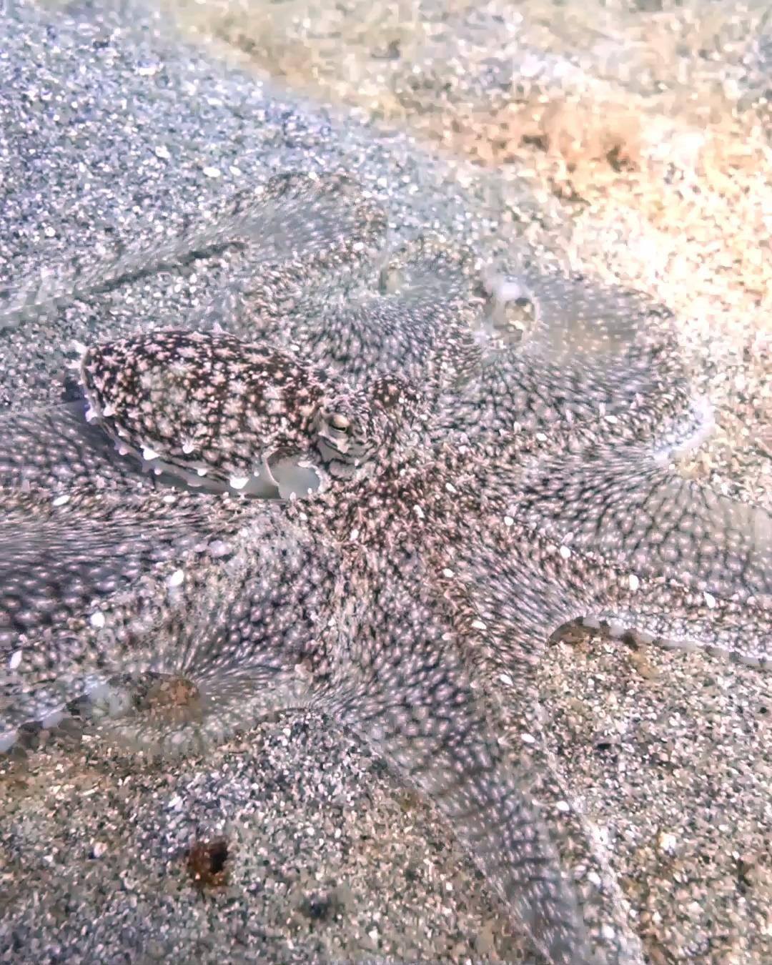 Curious octo thinks it’s invisible! 😂 🎥: Manta Dive Gili Trawangan The ...