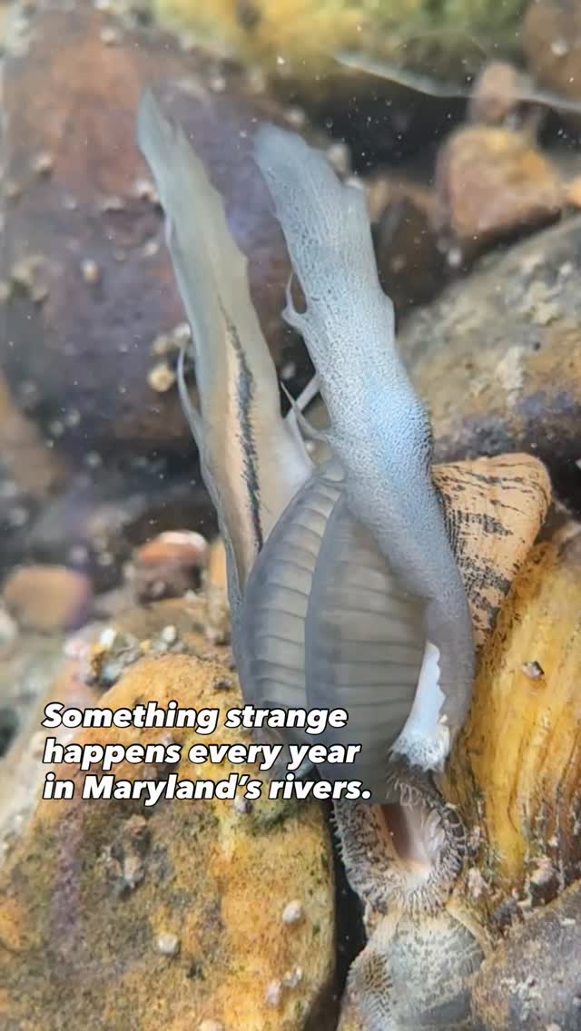 🏆 And the award for weirdest reproductive strategy goes to… Freshwater ...