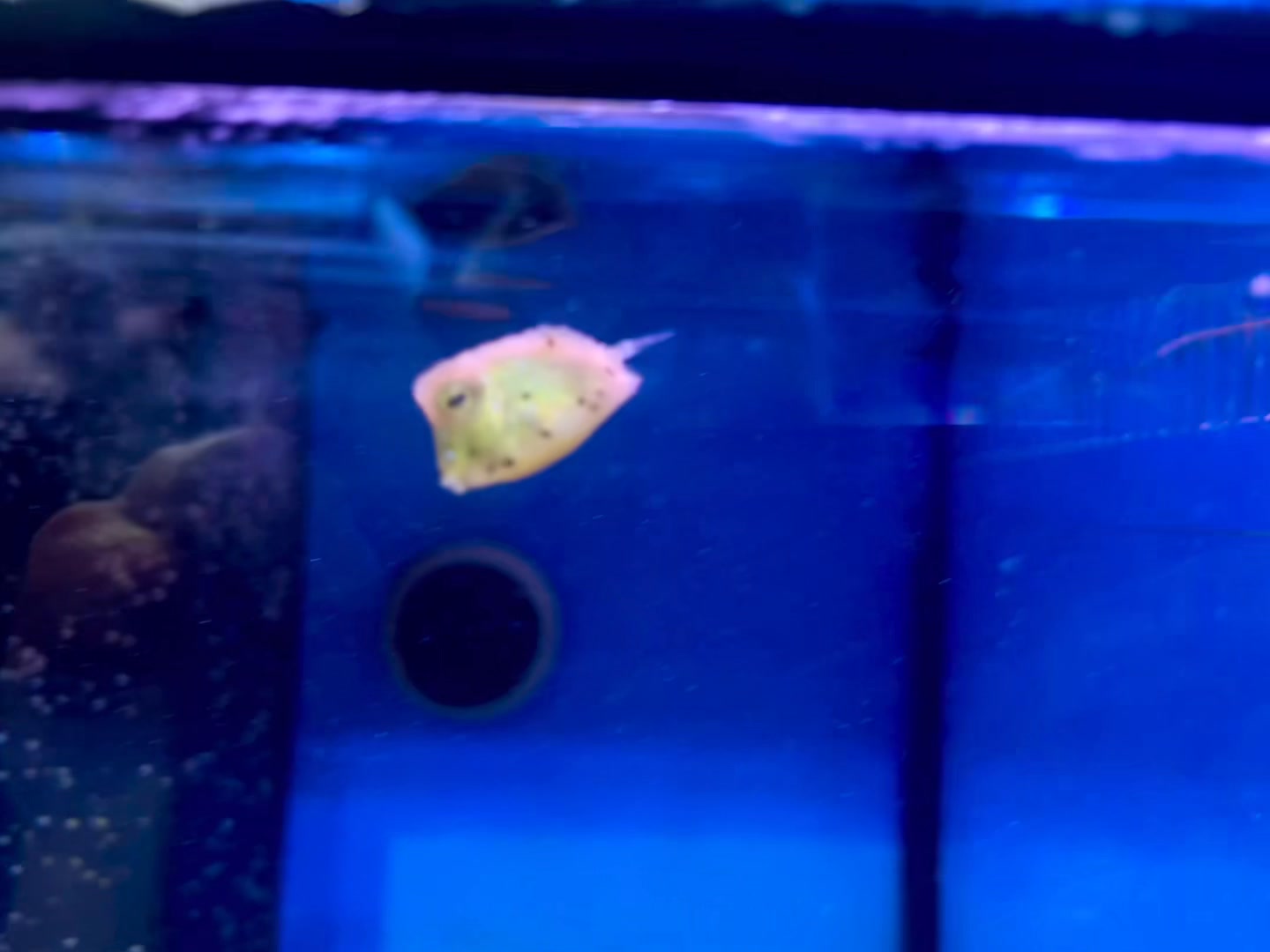are box fish freshwater The Fun, Friendly, Amazon Puffer This isn’t just storage—it’s a complete freshwater fishing setup built to get you on the water faster Long horn cow fish, yellow