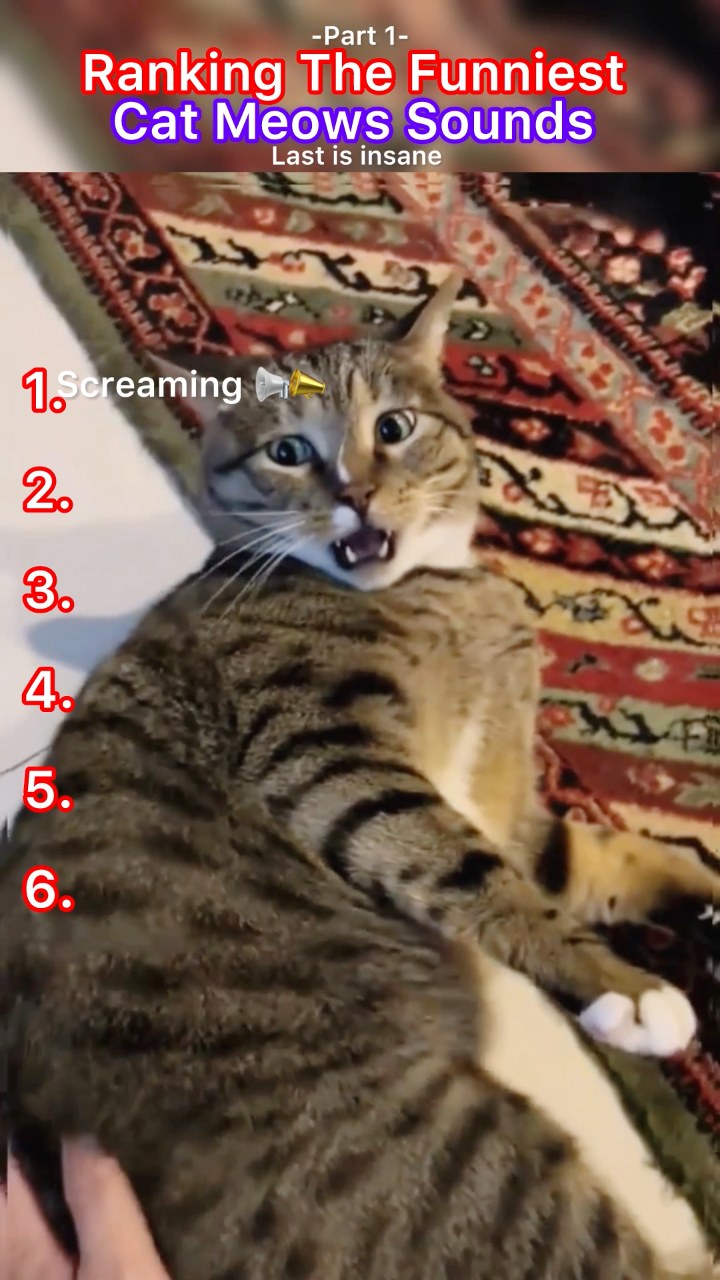 🐱 Cat Meow Sound Ranking 😺🎶 I ranked the cutest and funniest cat meow ...