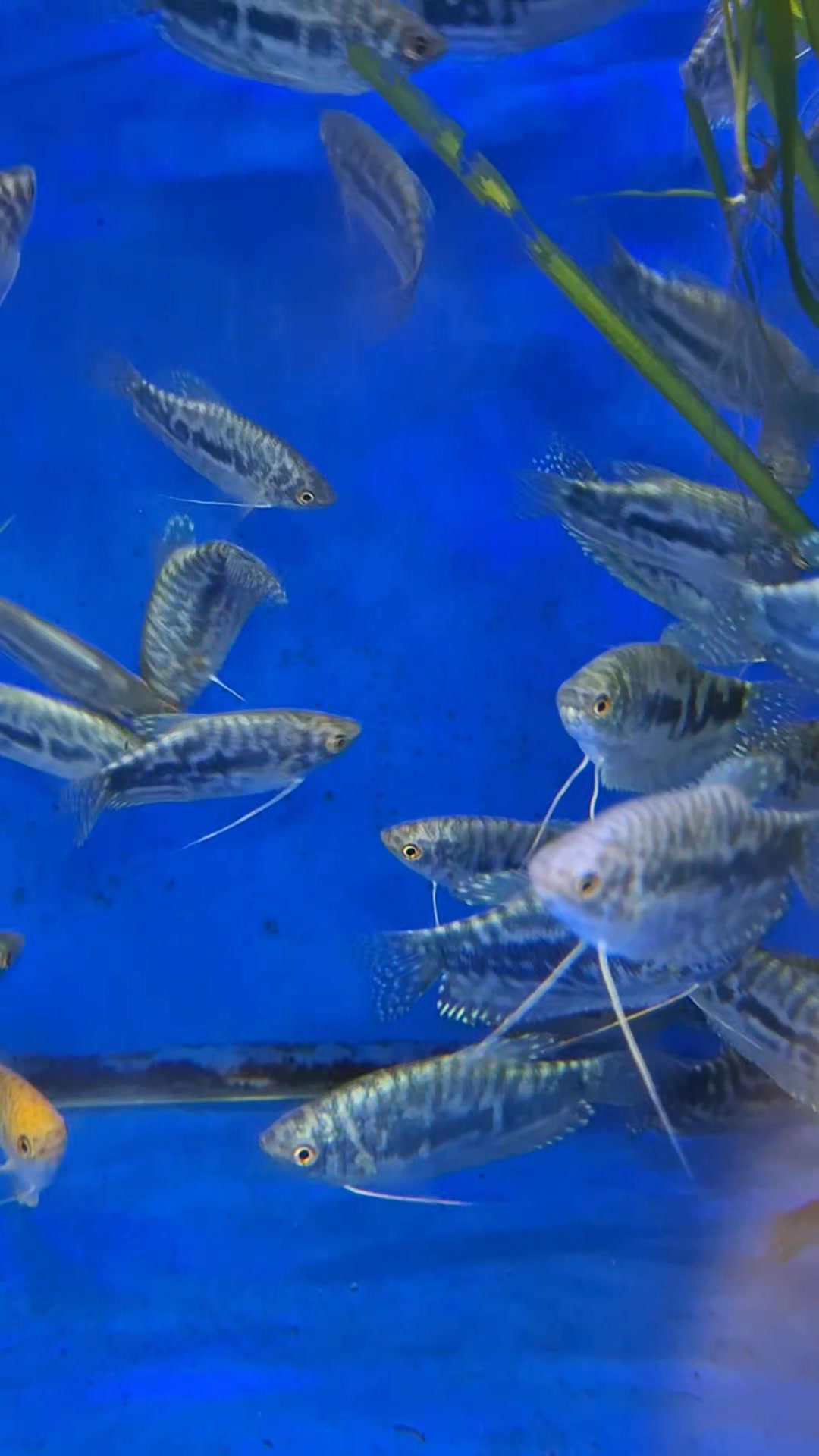 Hamza fish eleulma