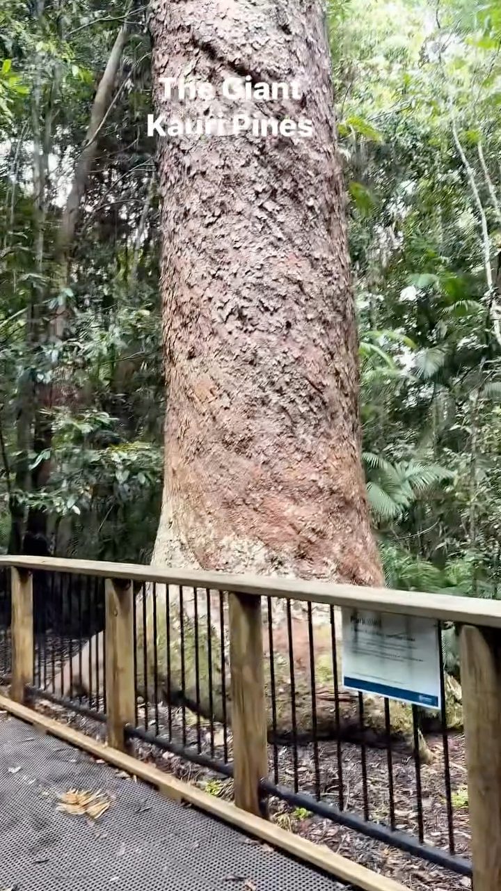The Kauri Pines at Lake Barrine are some of the most impressive ...