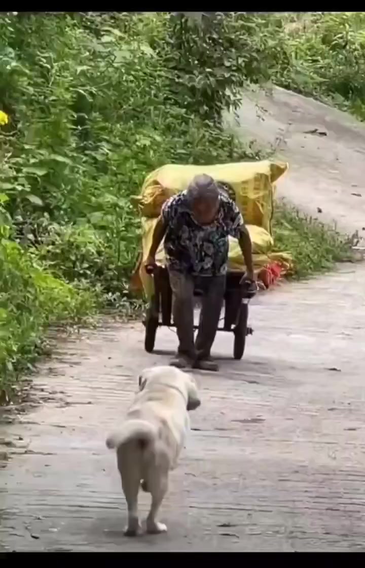 As her owner struggled to lift a loaded wheelbarrow, her dog saw her ...