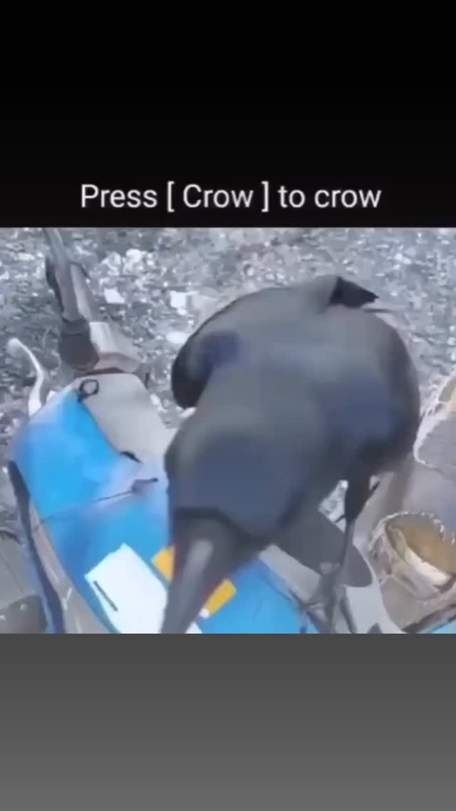 REAL Crows are among the most intelligent animals on Earth. They can ...