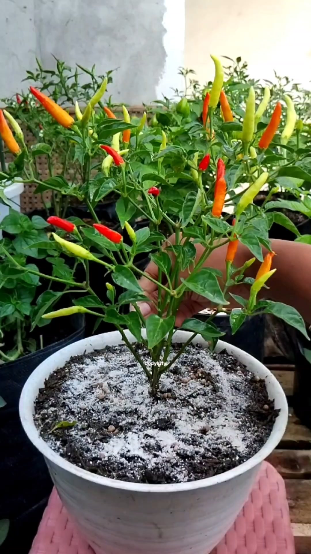 Ide menanam cabe mini di pot. Menetralkan pH dan sumber kalsium saat ...