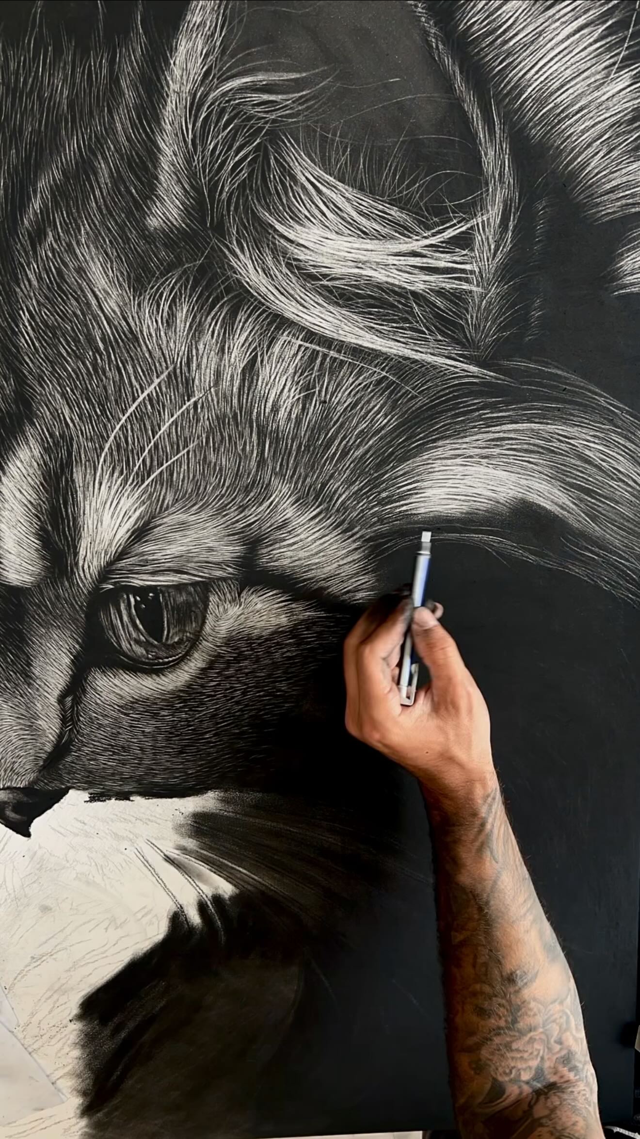 🎬 NEW ARTWORK IN PROGRESS. 😸 ️ . Pencil Pierre noire ...