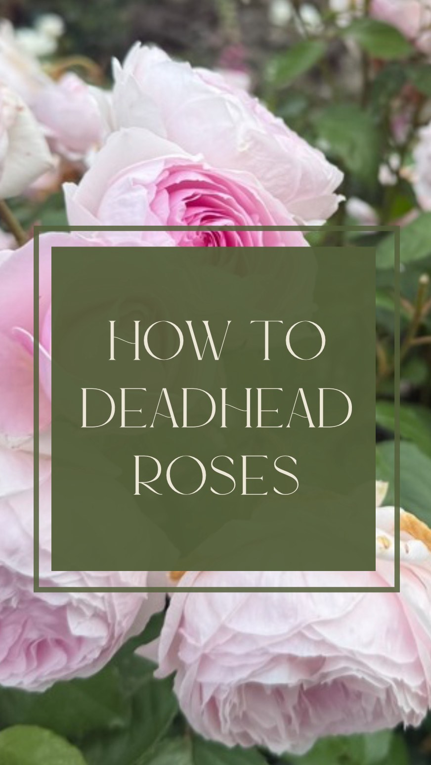 A super simple guide on how to deadhead your roses to avoid ugly brown ...