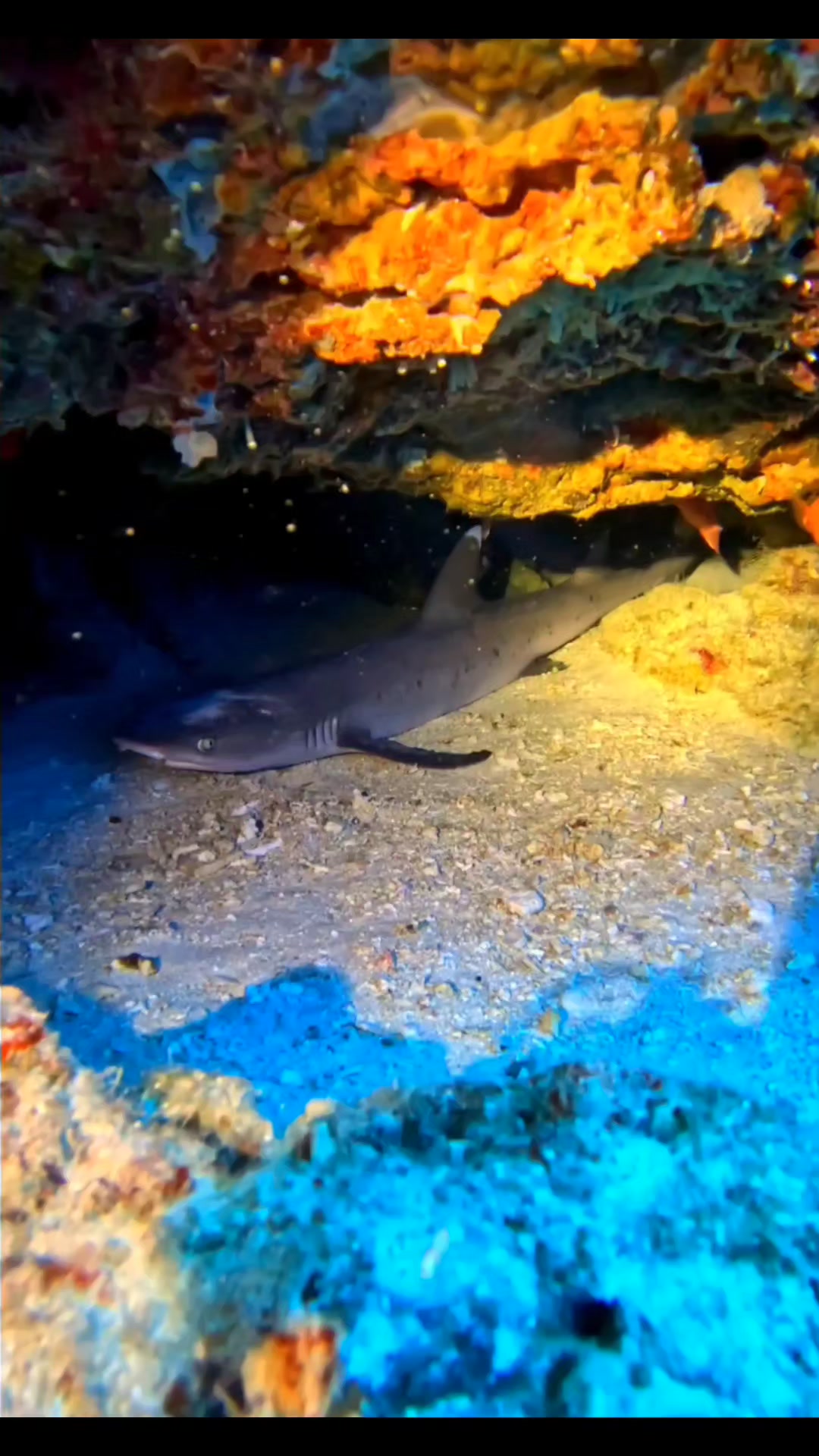 Long Journey - Meet the white tip shark #keepdiving... | Facebook