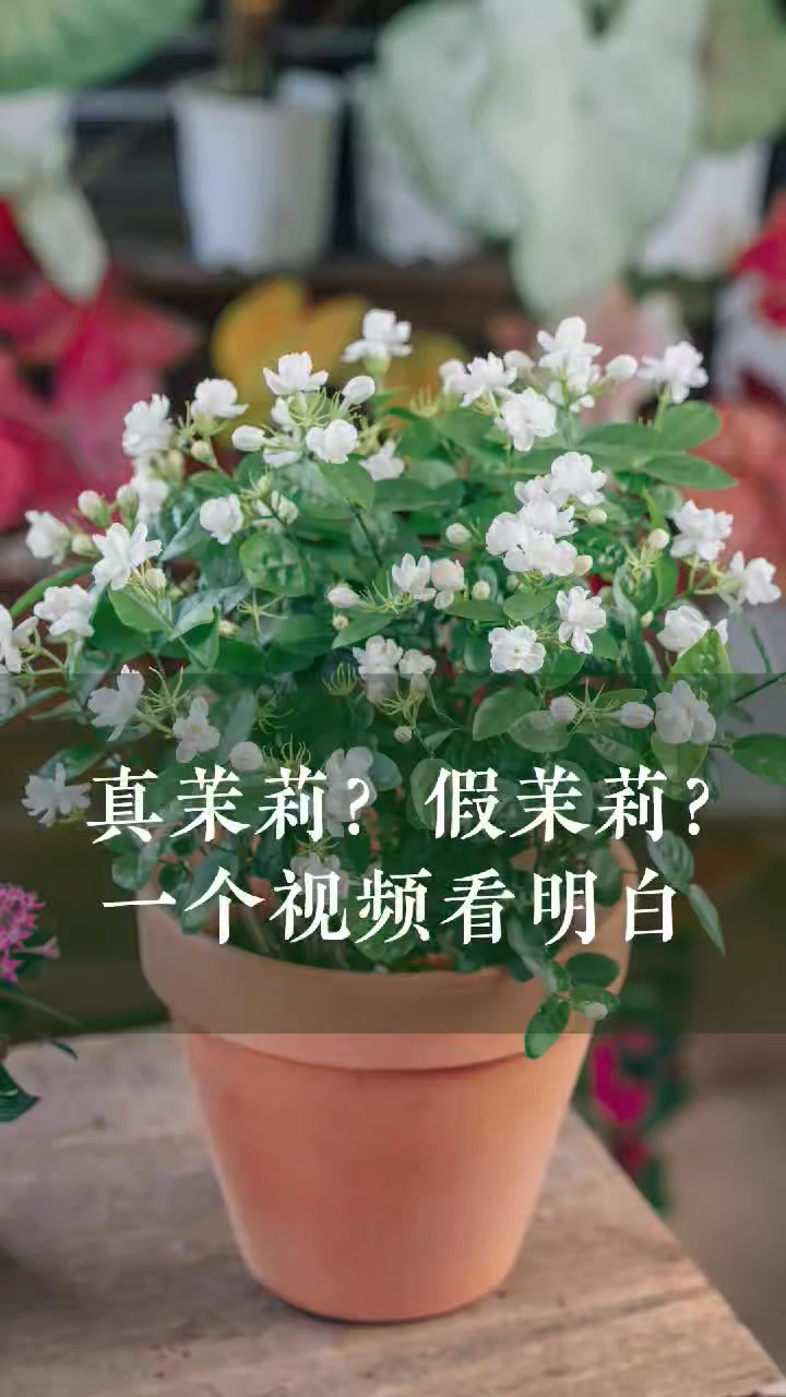 ❁✿✾茉莉✾✿❁︎ With so many “jasmine” plants out there, which are real jasmine
