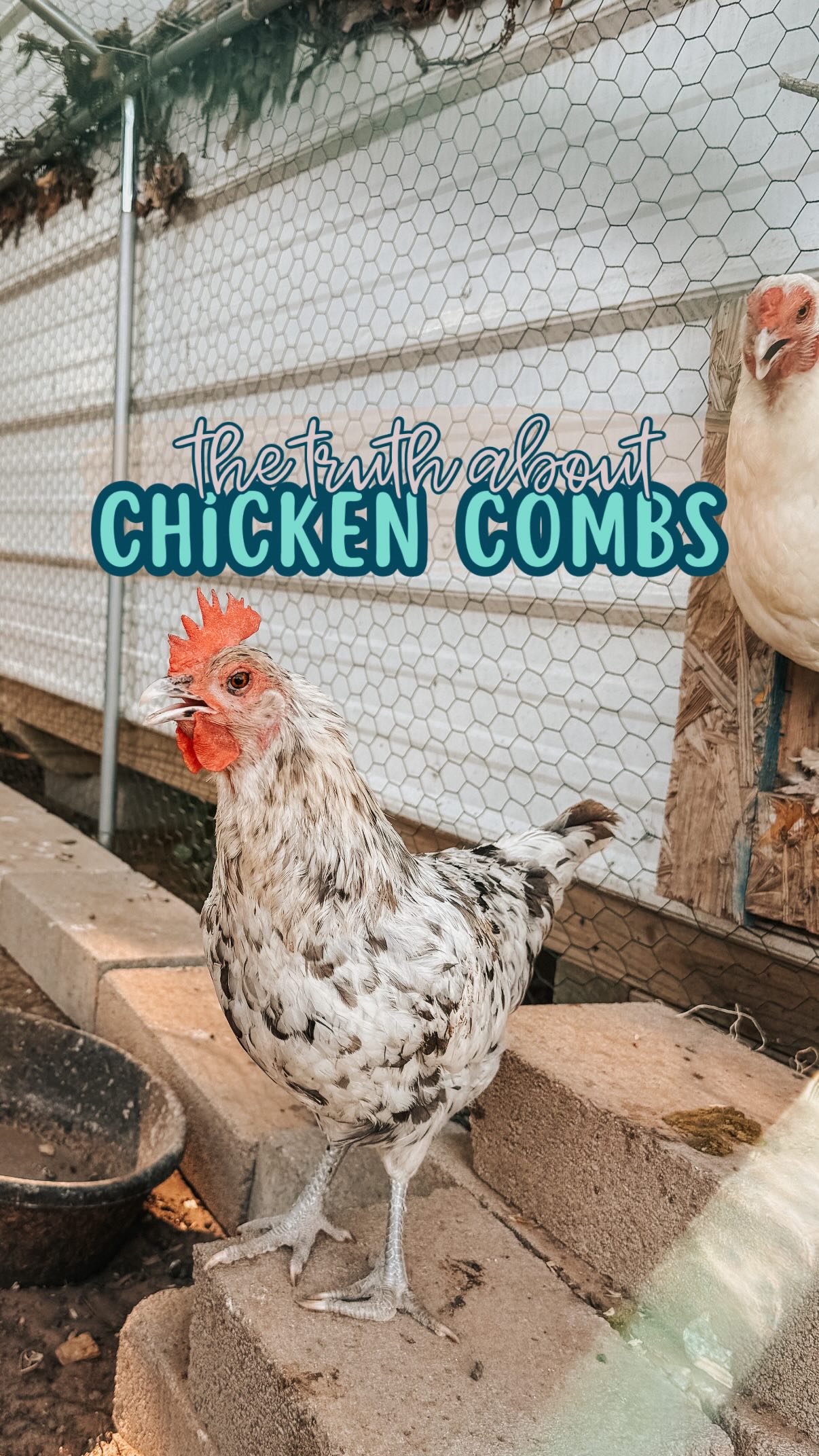 A chicken’s comb is more than cute… it’s a health report in red (or ...