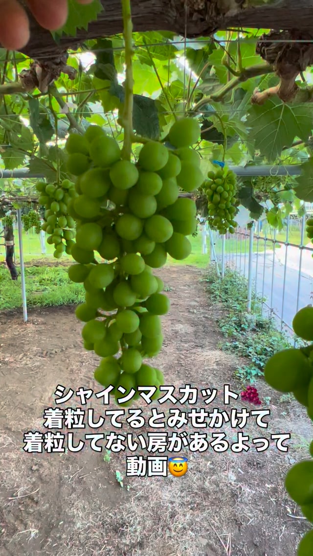 シャインマスカット粒抜き、専用です。 ぶどうの種抜き処理後、着粒したと見せかけて着粒してない房がある