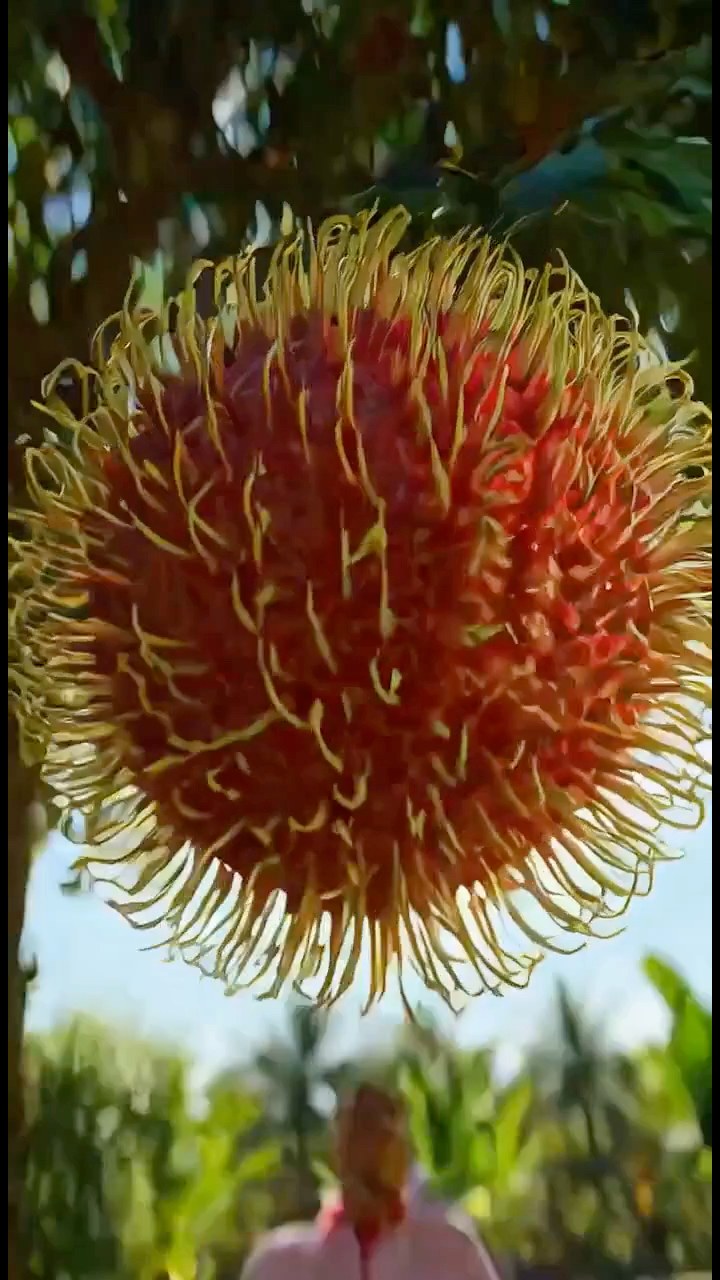 Eating giant Rambutan | Nature and living | Facebook