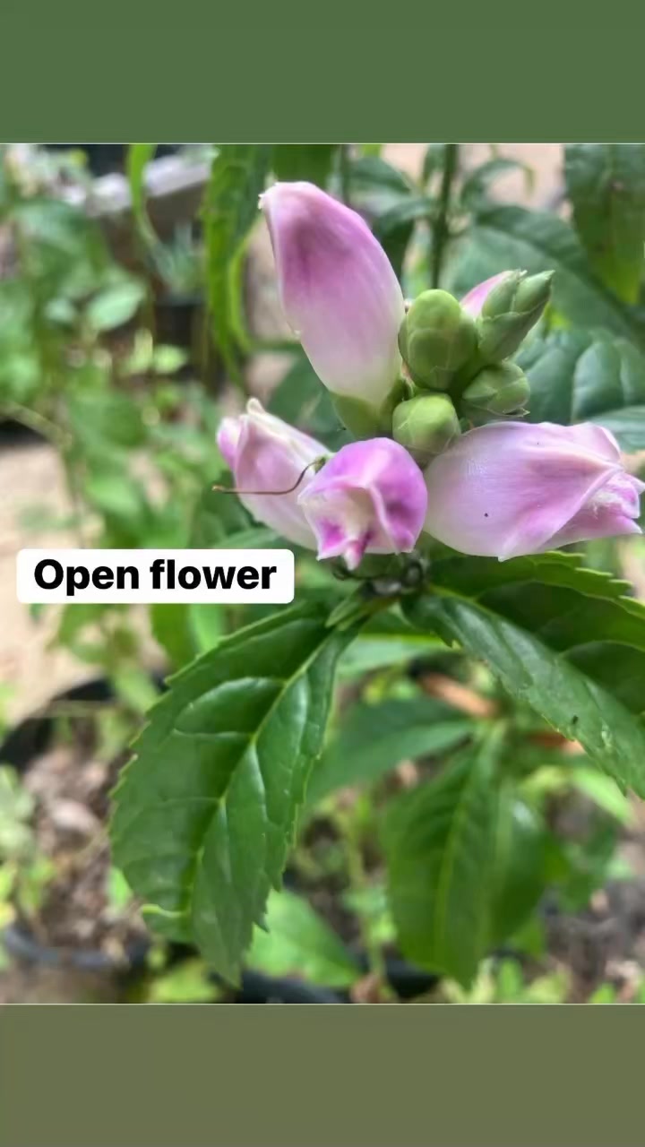 Chelone obliqua var. obliqua, or red turtlehead, is an extremely rare ...
