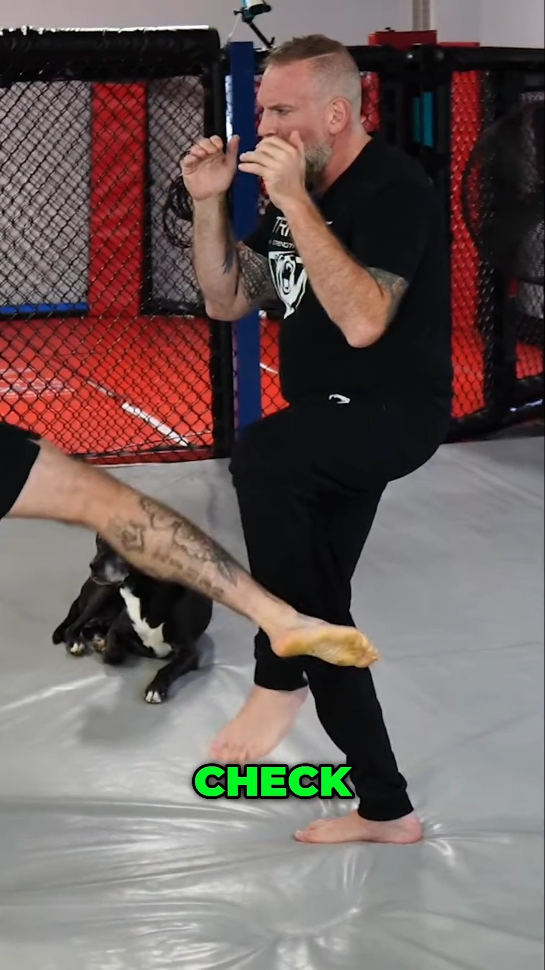 Land clean punches after checking a kick!!! #mma #personaldefense # ...