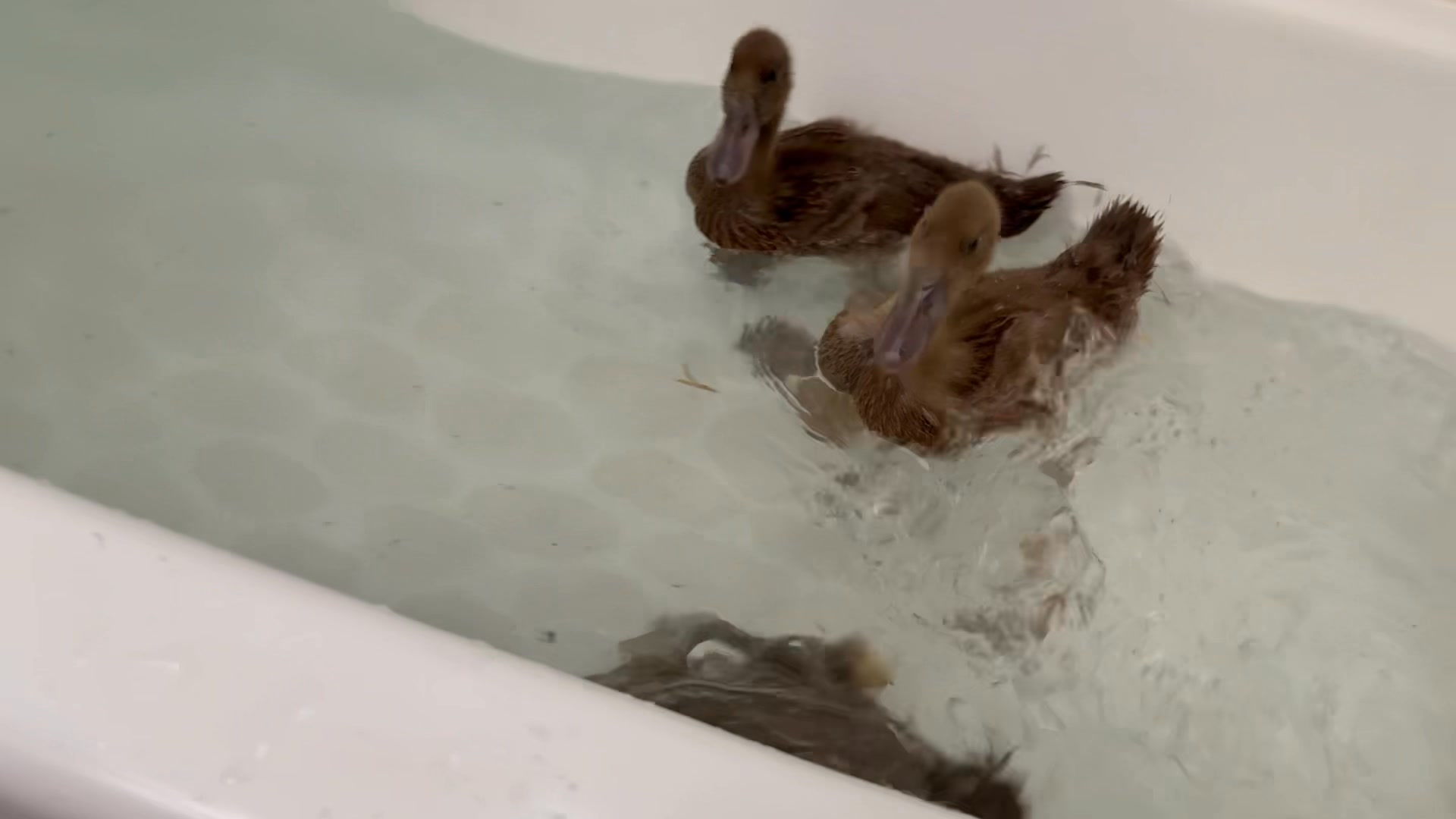 Raising Ducks and Geese | First time raising ducks, chickens and ...