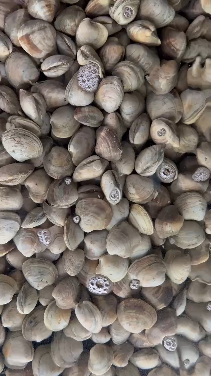 什麼是牛奶貝？ 又稱「沙白」，因貝肉乳白又細緻，口感滑嫩有彈性，煮湯超甘甜～ 我們只賣「活的」，因為新鮮才是王道！ ———————————👇 ...