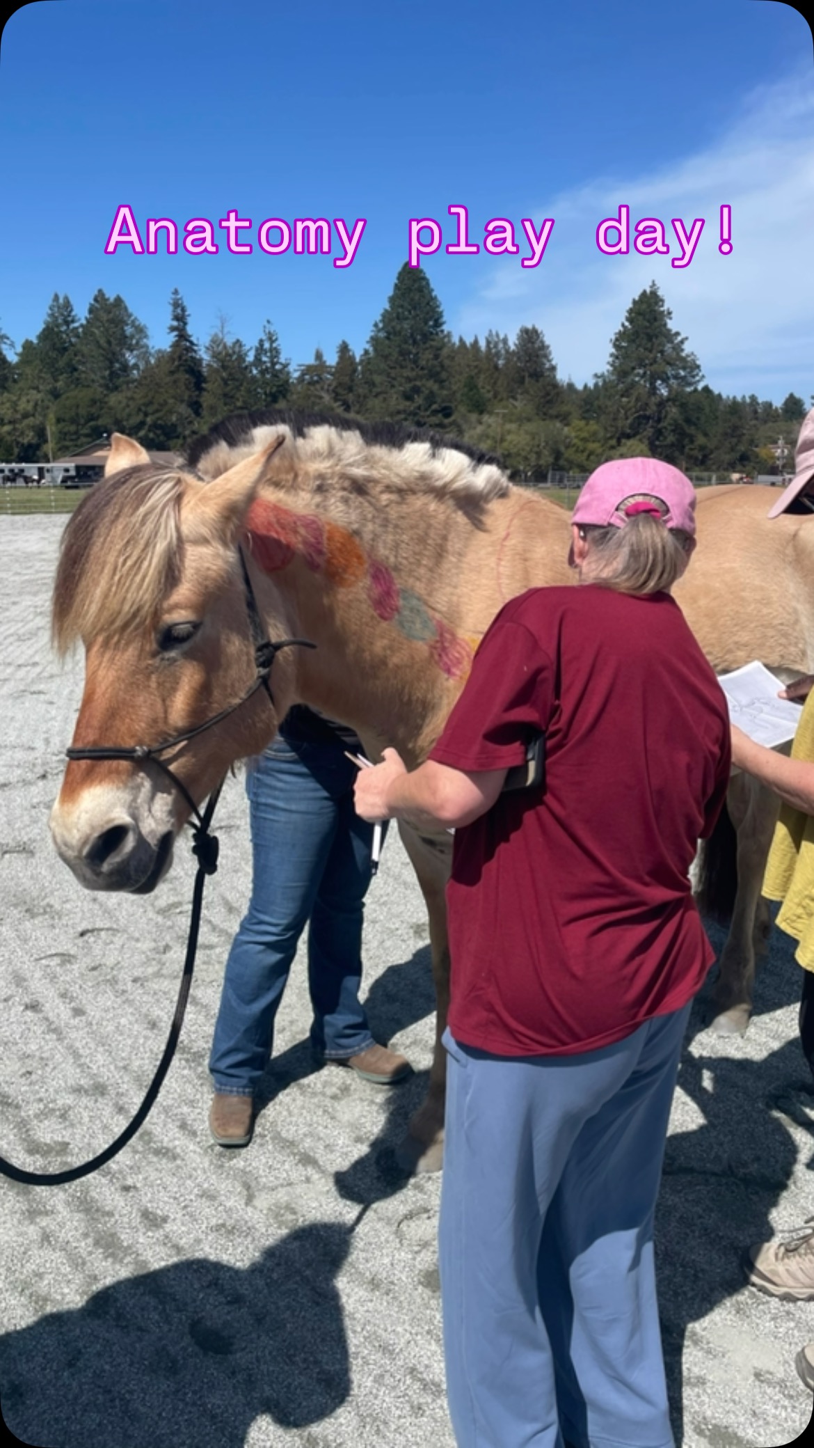 BnL Riding School | Aptos CA
