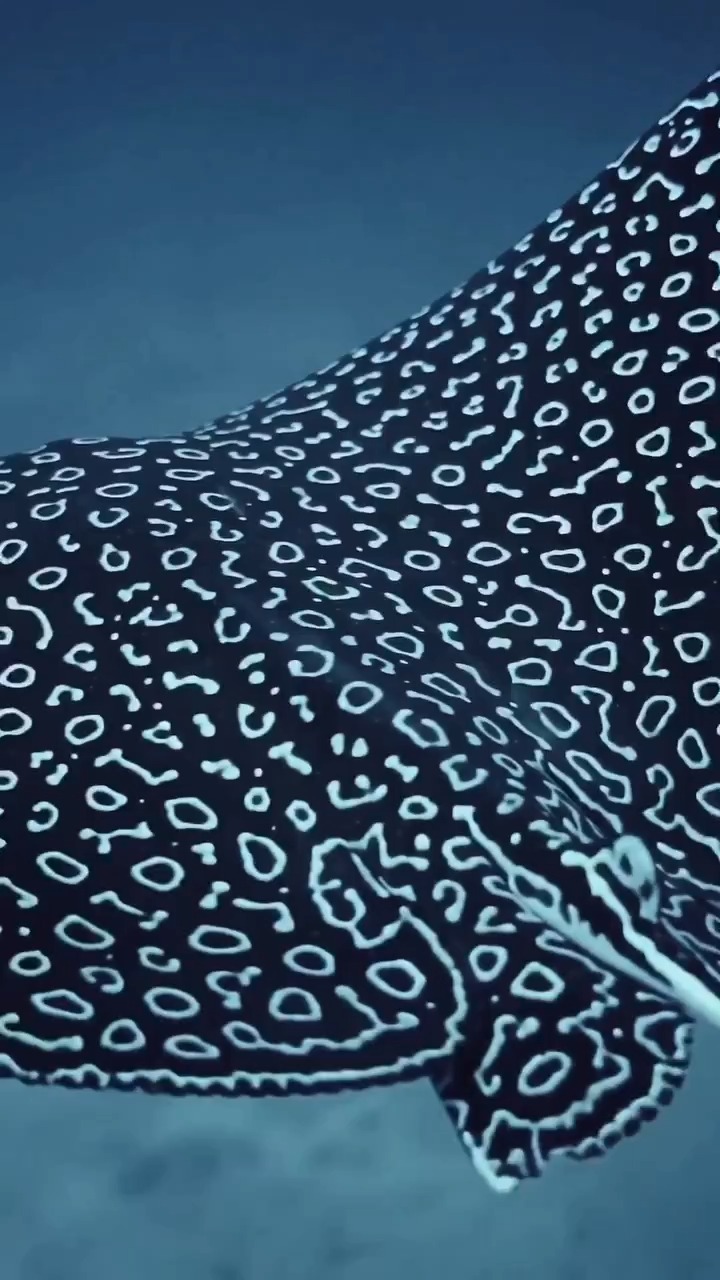 Spotted eagle rays all have unique spot patterns; much like a human ...