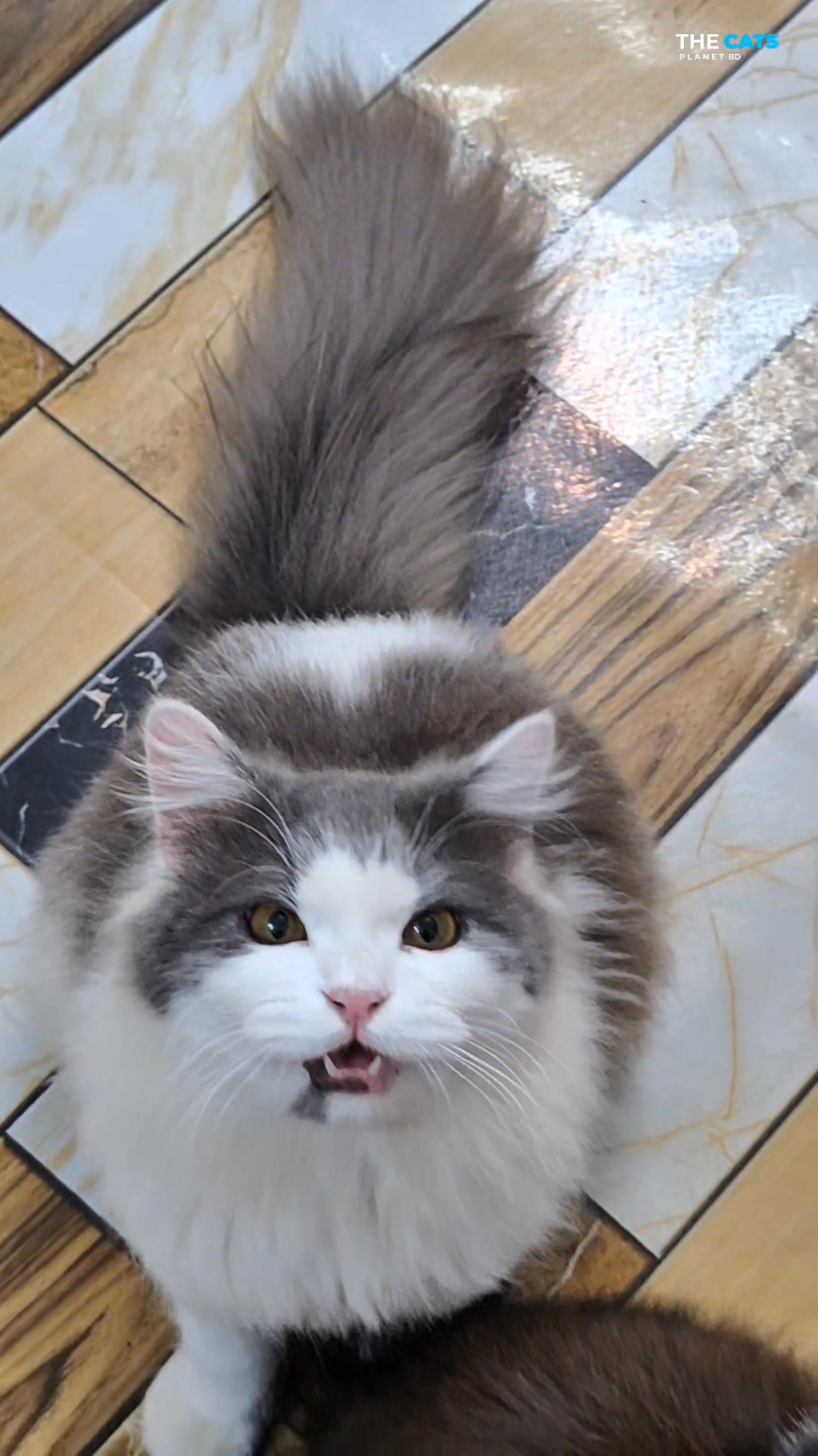 P-399 ️ Cat's Funny Moment 😺 #cat #cats | The Cats Planet BD | Facebook
