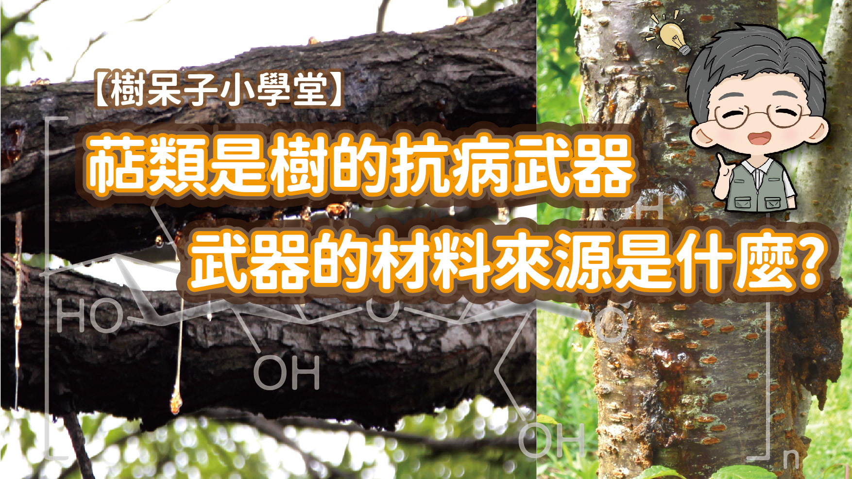 【樹呆子小學堂】萜類是樹的抗病武器，那它的材料來源是什麼？ 前幾天有位農友告訴我，因為樹很衰弱太嚴重，所以我過度修剪來減輕樹的壓力。 還有一位 ...