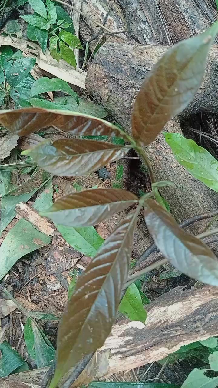 KULIT HALBAN HITAM VITEX PINNATA TREE BARK (Vitex pinnata) Family ...