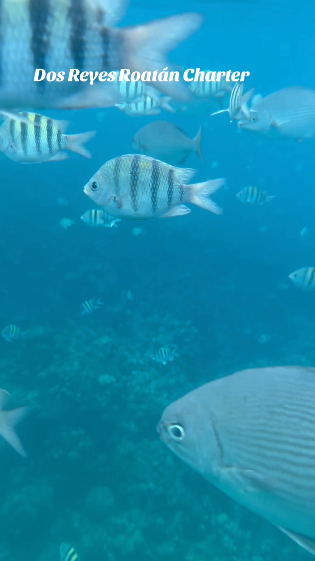 Ready to explore the world’s second-largest barrier reef? 🤿 Join Dos ...