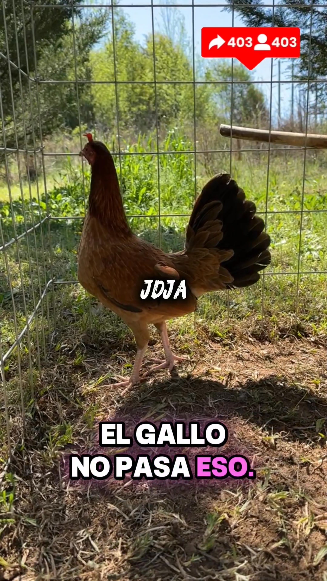 La gallina es la que manda en el crecimiento 🐣🐓🧏 #fypシ゚ #GallosFino # ...