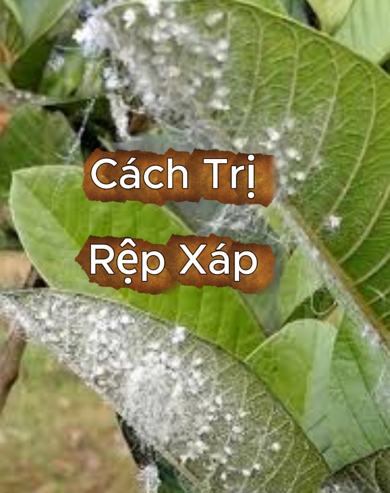 Cách hạn chế rệp xáp ( rầy ) #repxap #chungdatlanh #nongnghiepsach # ...