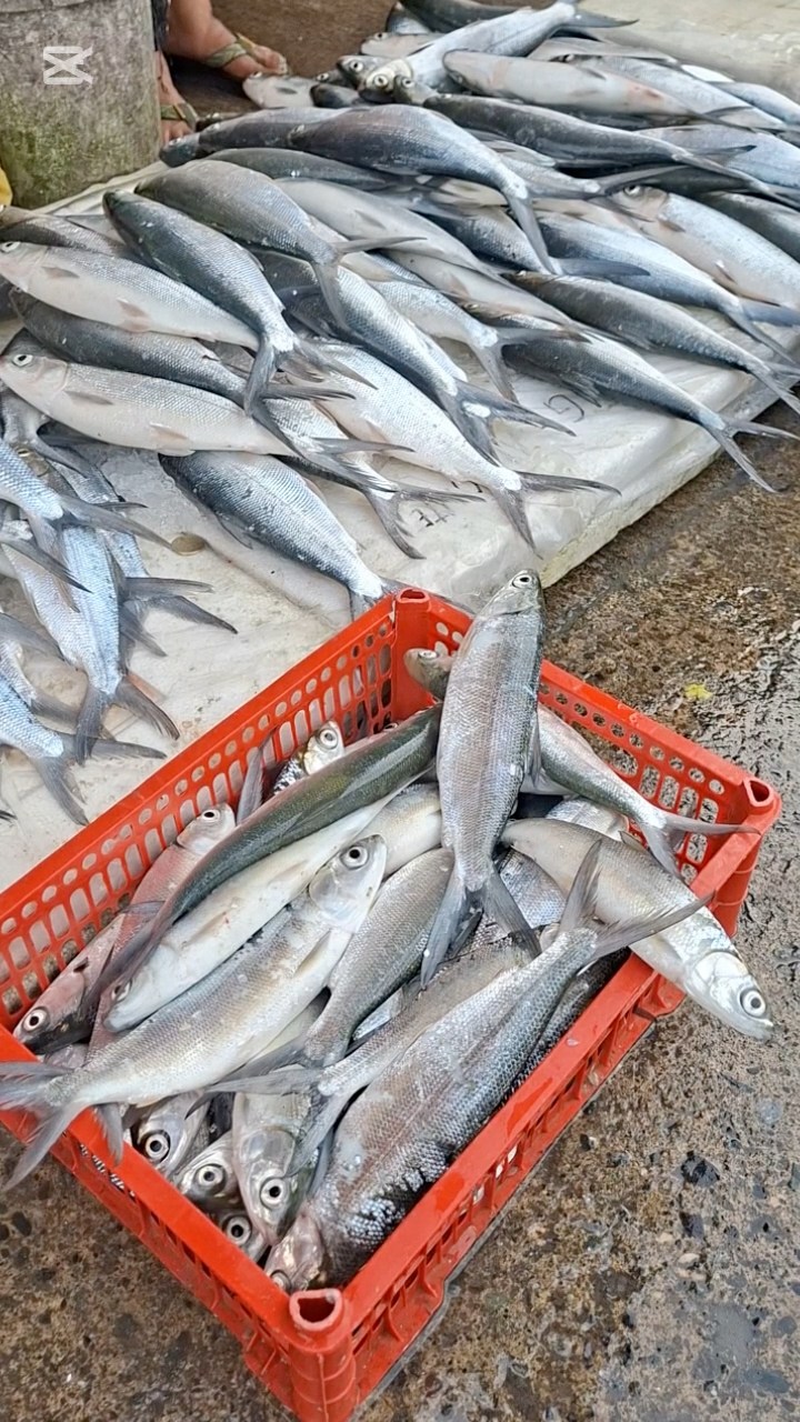 Panoorin: Presyo ng bangus, bumaba sa ilang pamilihan sa Dagupan City ...
