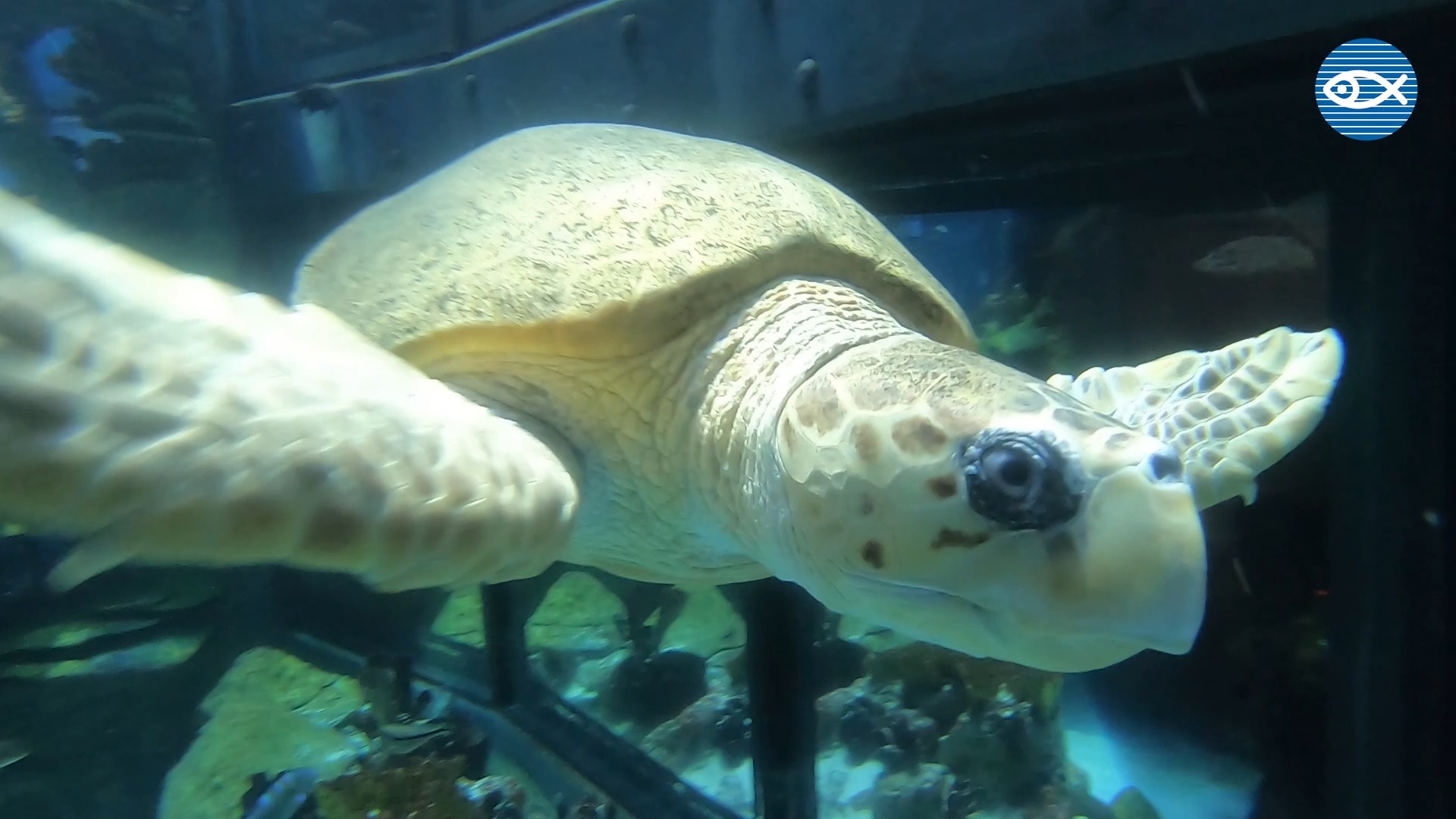 Carolina has called the Aquarium home for over 24 years! 💚 🐢 One of the ...