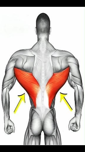 BEST BACK WORKOUT TO BUILD SIZE AND STRENGTH | TARGETS LOWER BACK ...