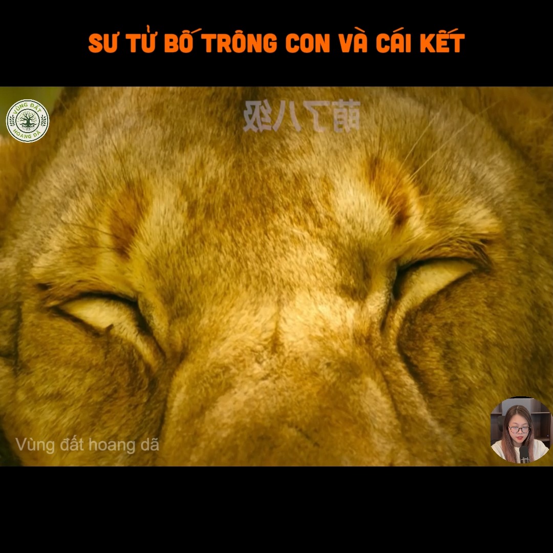 Sư tử bố trông con và cái kết | Động vật hoang dã | Facebook