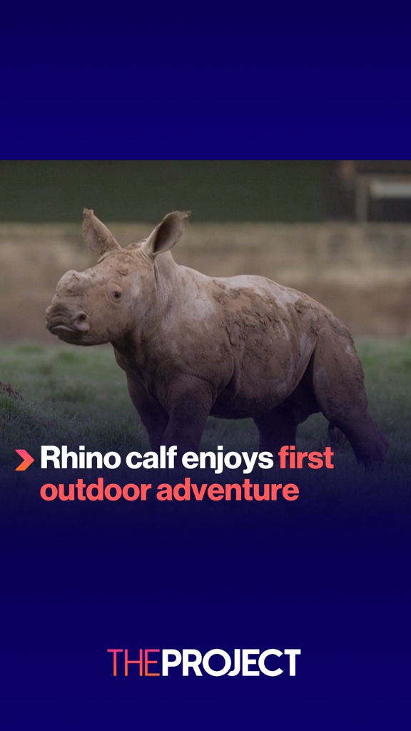 A one-month-old southern white rhino was born at England's