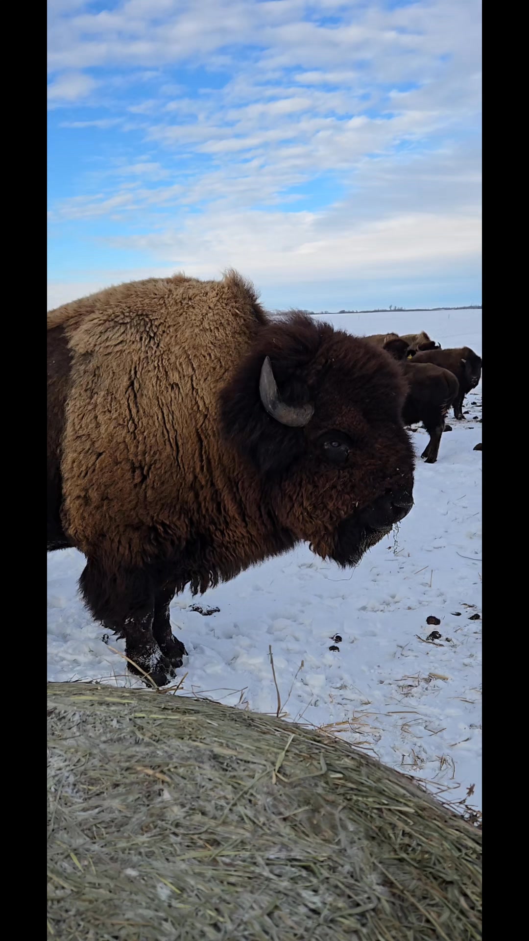 Bison Spirit Ranch
