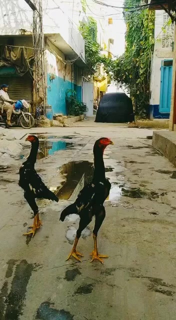 Shamo Lover in pakistan
