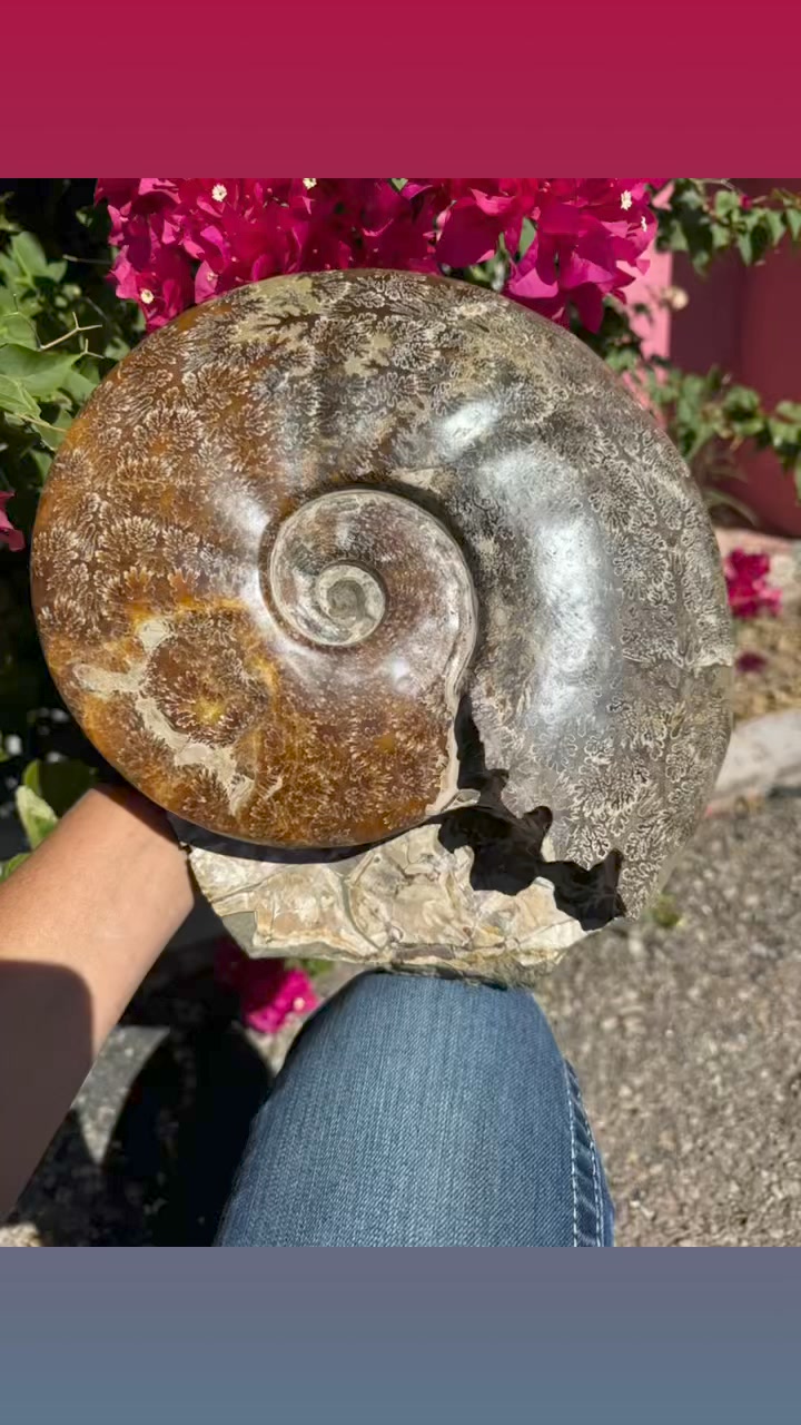 today is National Fossil Day. Fossils are the remains or traces of