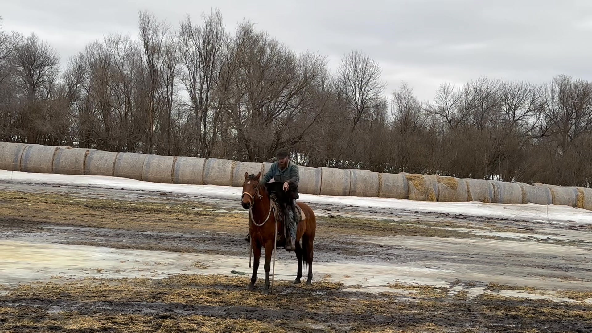 Tahoe(almost 4yr) helping me bring a straggler up while moving a group ...