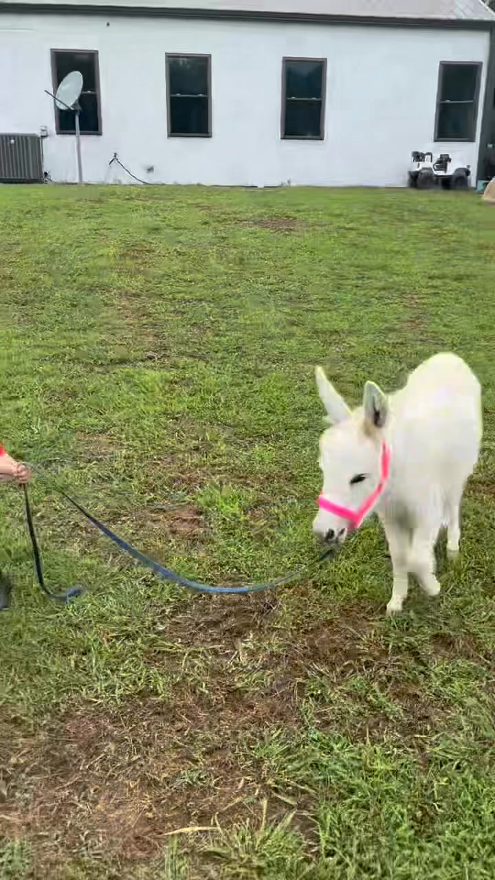Sutton walking our newest baby mini donkey Pearl💜 | Clanton Ridge Farm ...