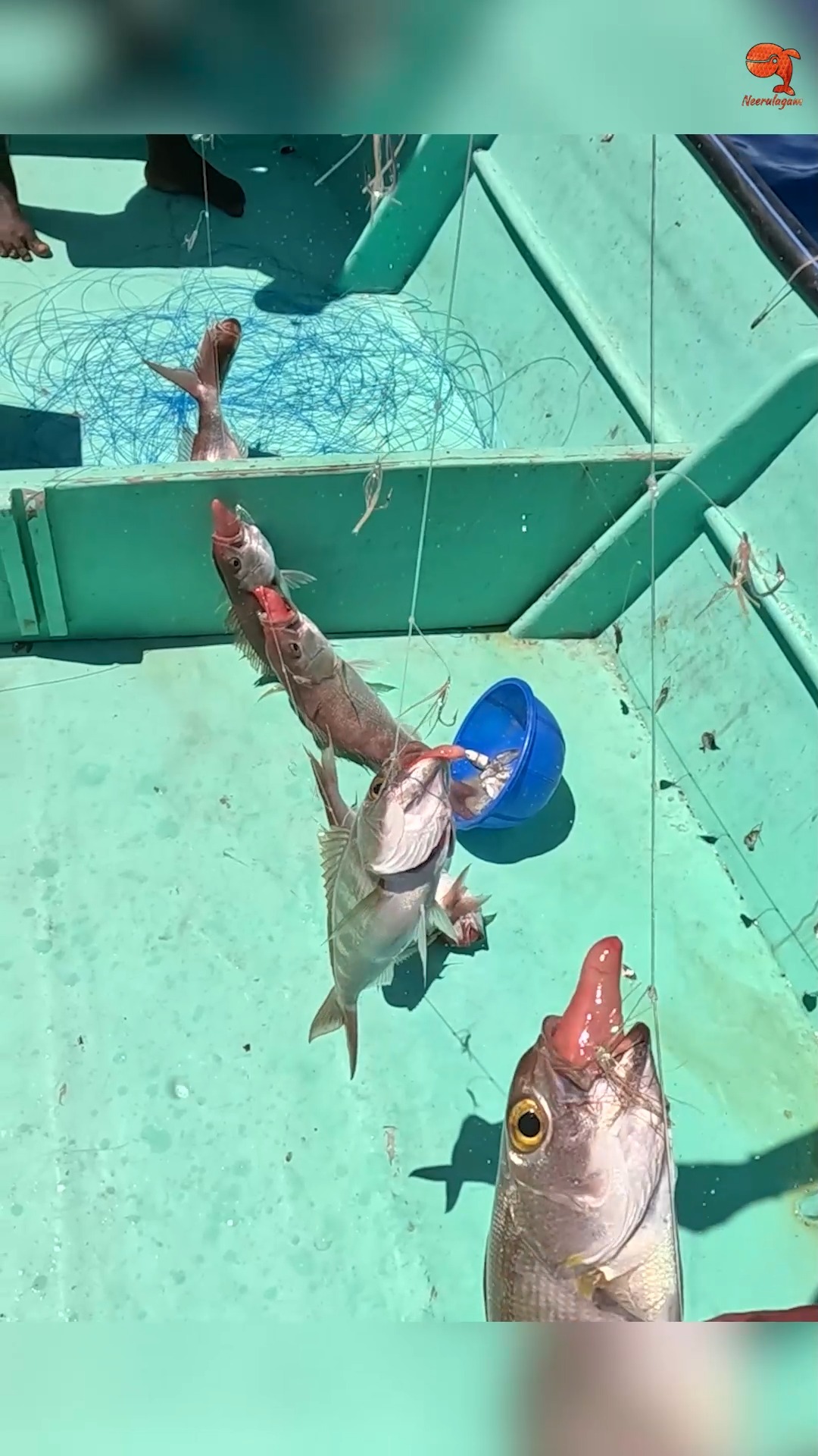 Hand Line Fishing at 250 Feet Deep for Rosy Snapper #fishing # ...