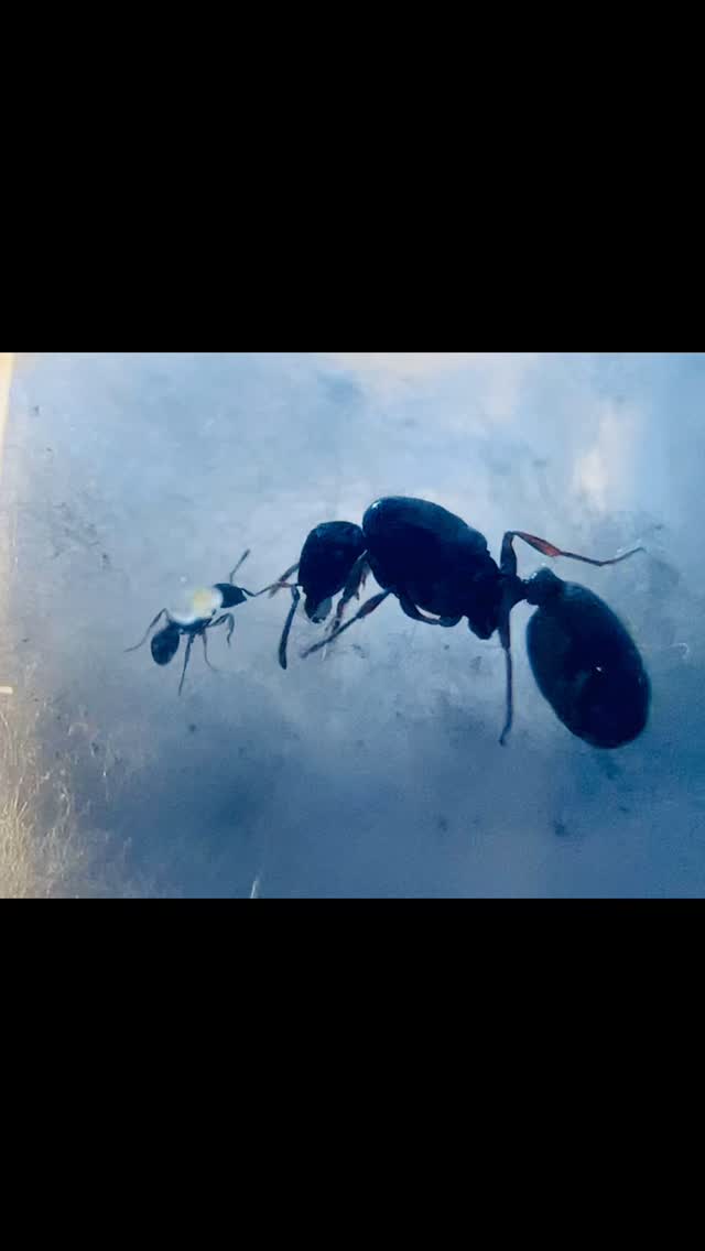 Why ants march in a line and ignore dead ants