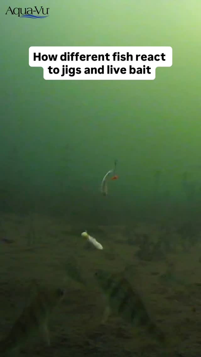 How do fish react under the ice? 🤔 With @aquavu you can really learn ...