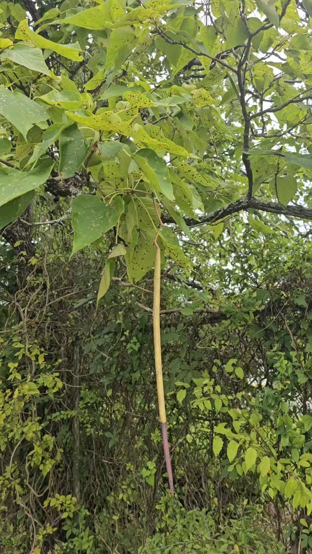 catalpa tree pods smoke We had one of these trees on the farm in Connecticut and when I was little, I told my neighbor you can these. I don't know if he believed me or Shade Tree Coil Type:RPM Flavour-Ice juul starter kit 7