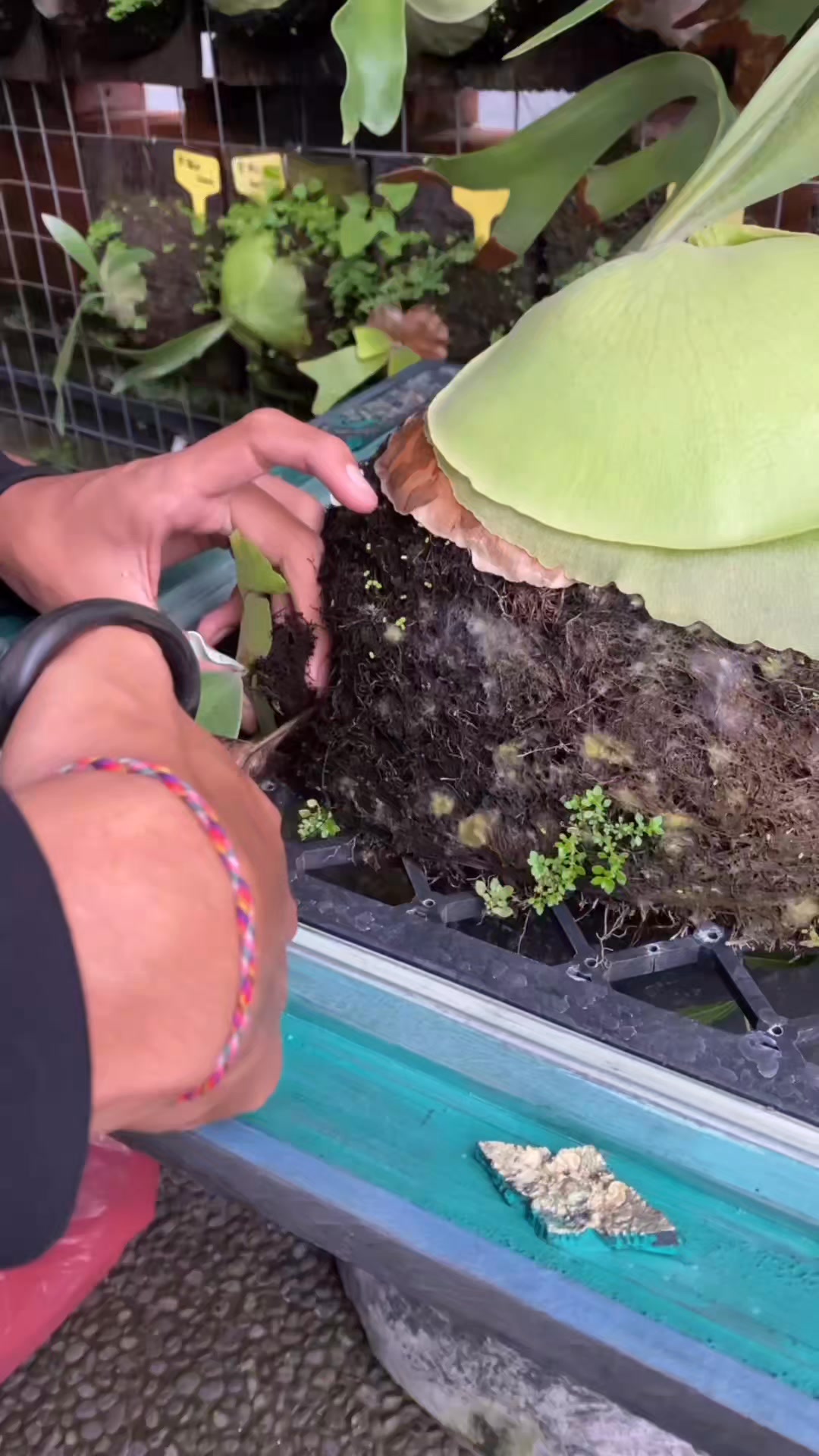 Question: How to separate and cut baby platycerium? To separate
